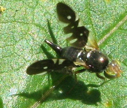 Aciura coryli (Tephitidae)